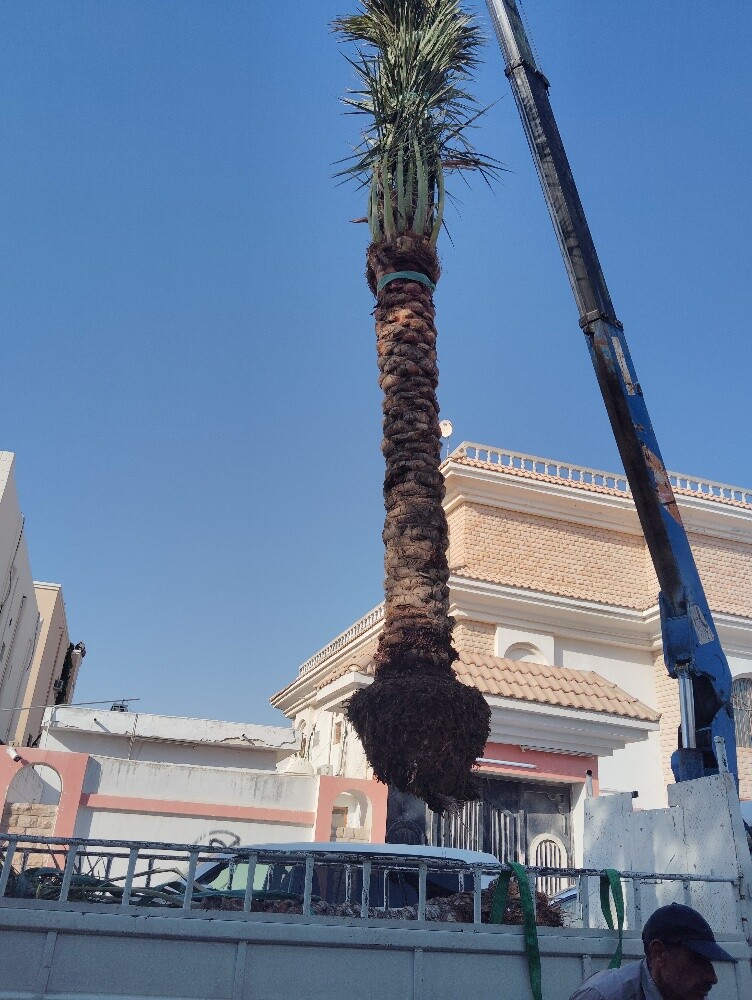 نقوم بتنسيق حدائق وعمل شبكات - 2