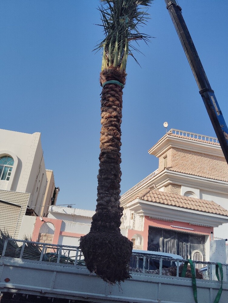 نقوم بتنسيق حدائق وعمل شبكات - 4