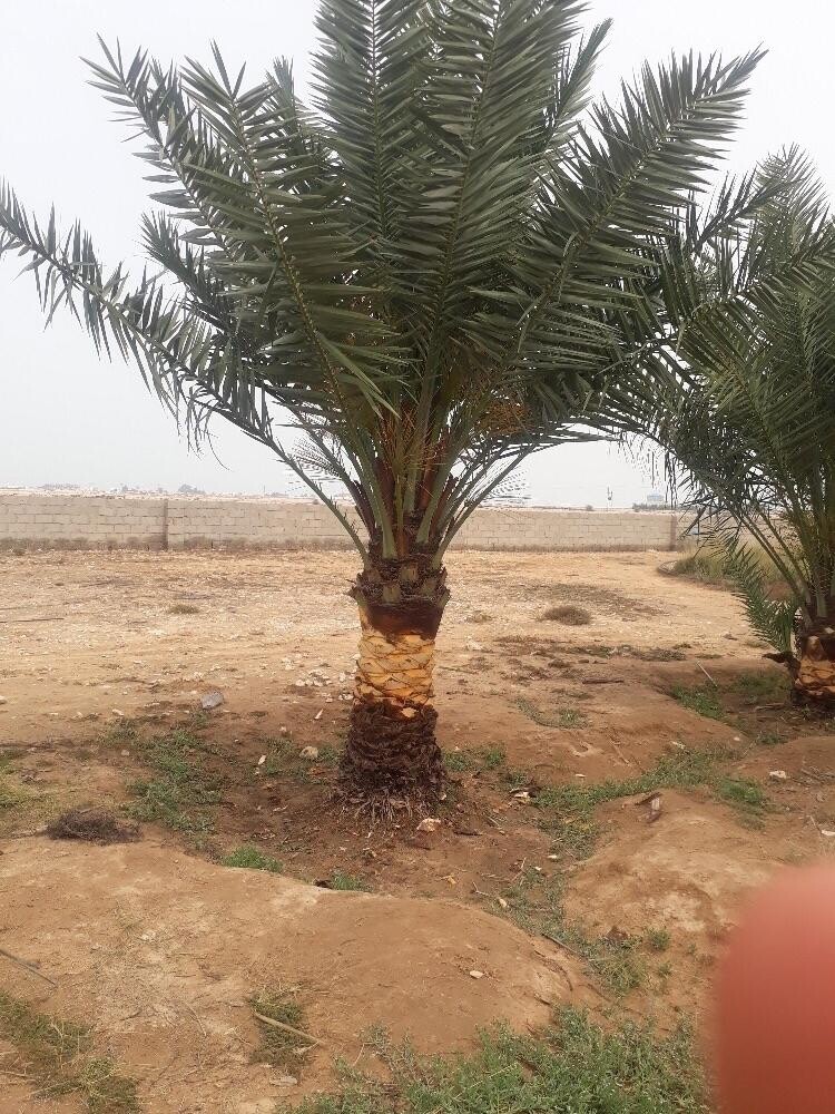 ترتيب الحدائق وقص العشب - 12