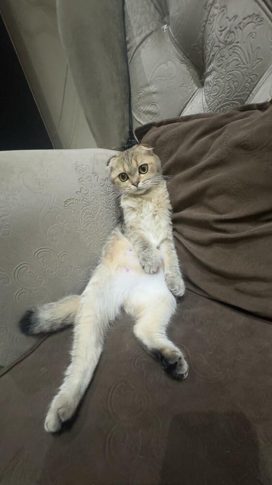 Female Scottish gold for sale - 2