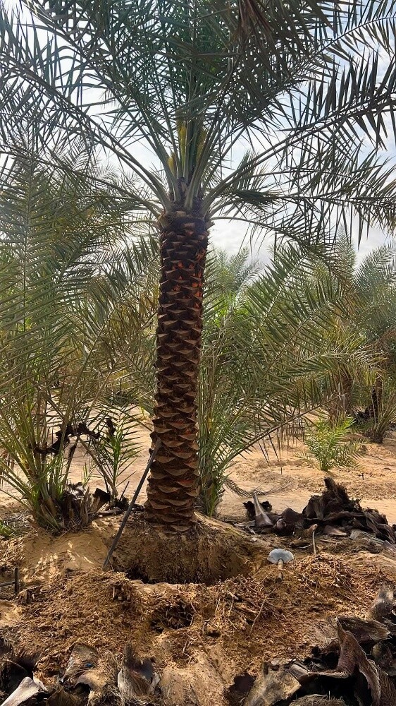 العناية بأشجار النخيل - 4