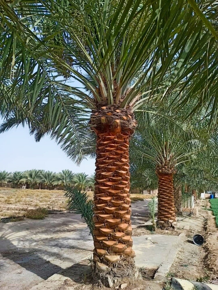 العناية بأشجار النخيل - 3