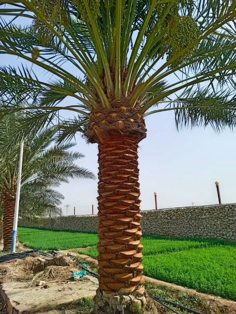 العناية بأشجار النخيل - 2