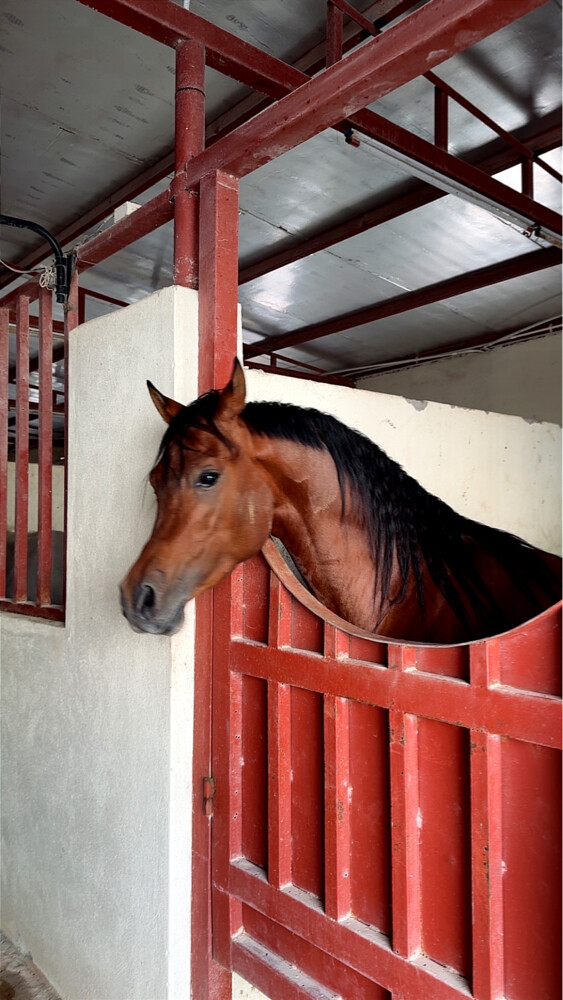 Hourse trainer Jockey Stable - 6