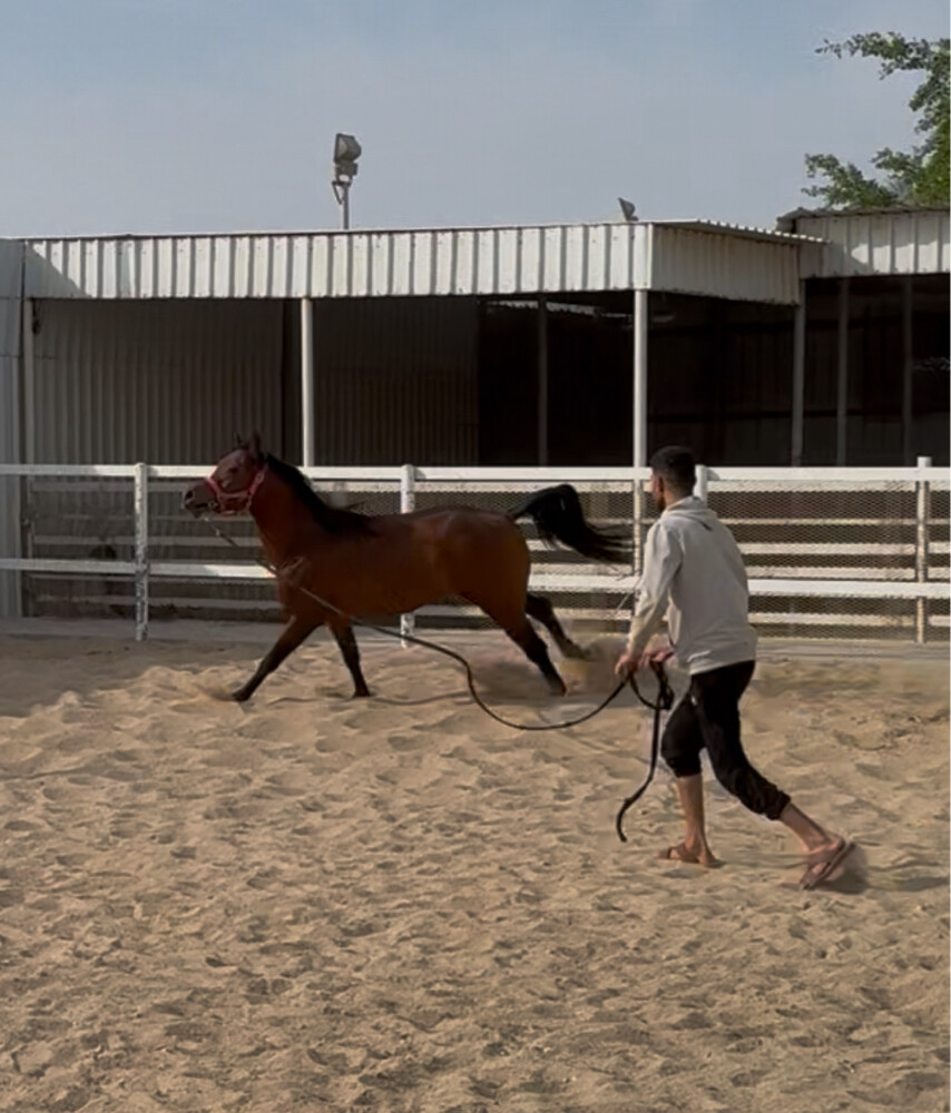 Hourse trainer Jockey Stable - 2