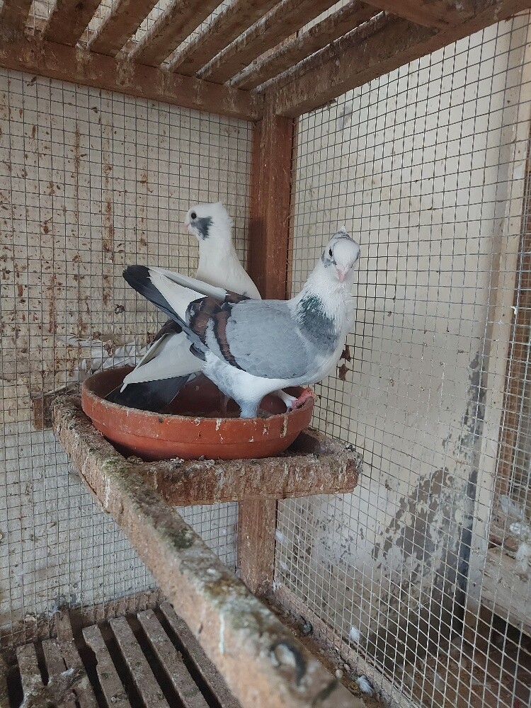 بنات البلد - 2
