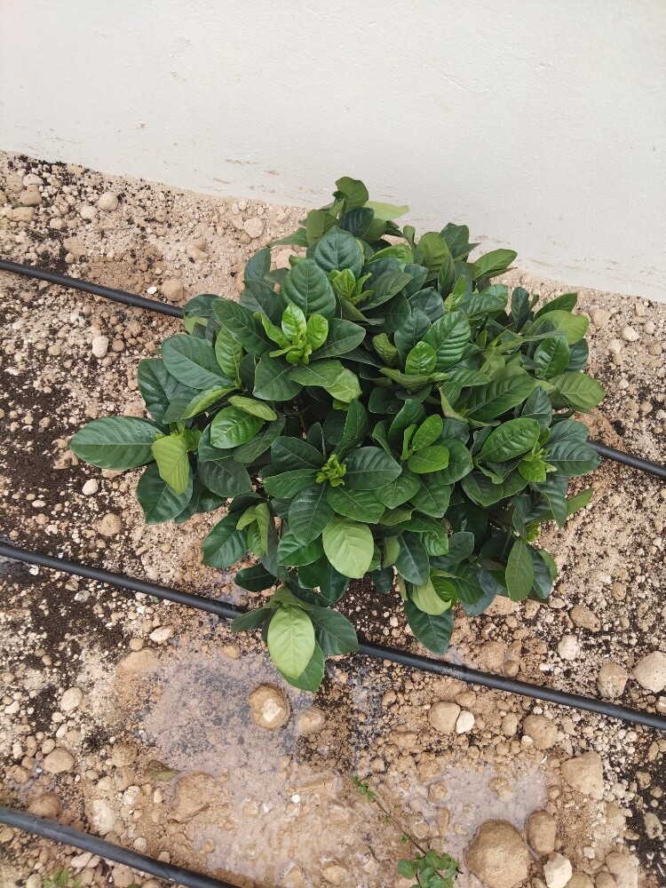 نخيل اخلاص - 11