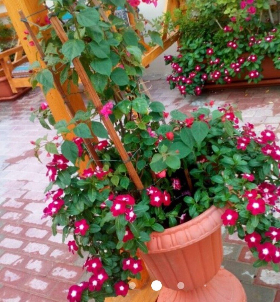 نخيل اخلاص - 7