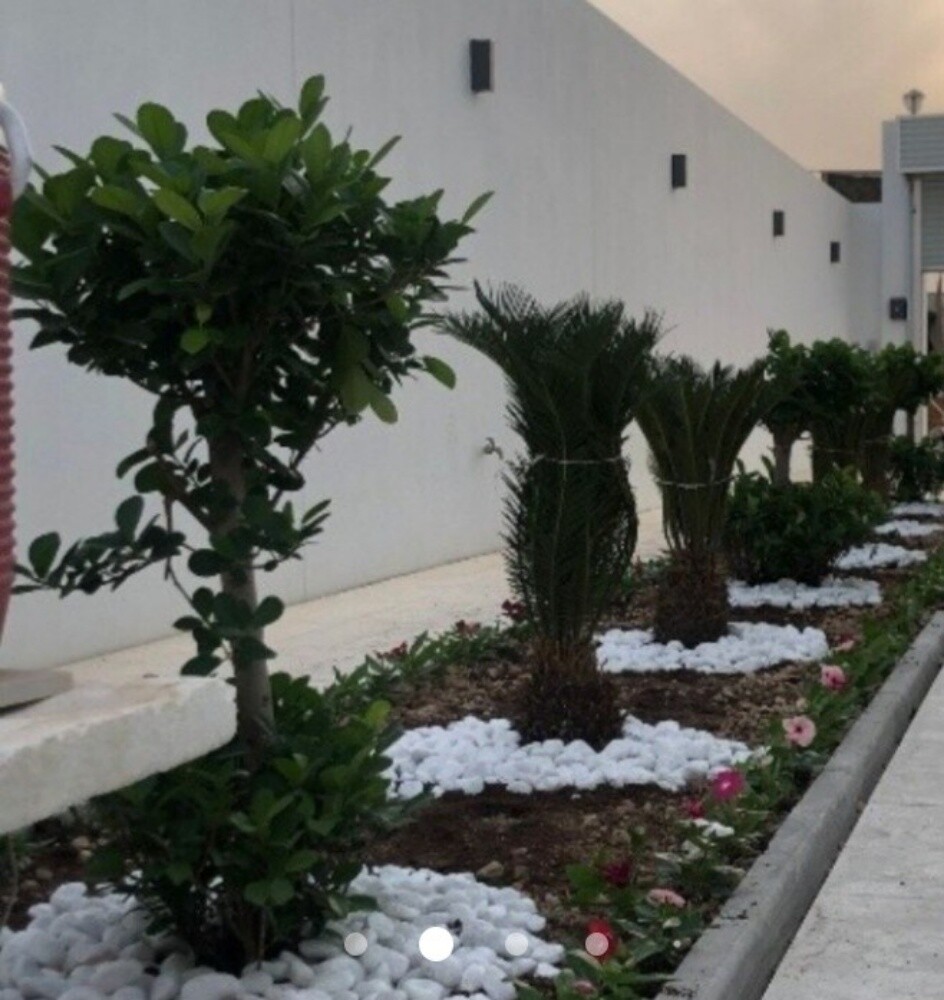 نخيل اخلاص - 6