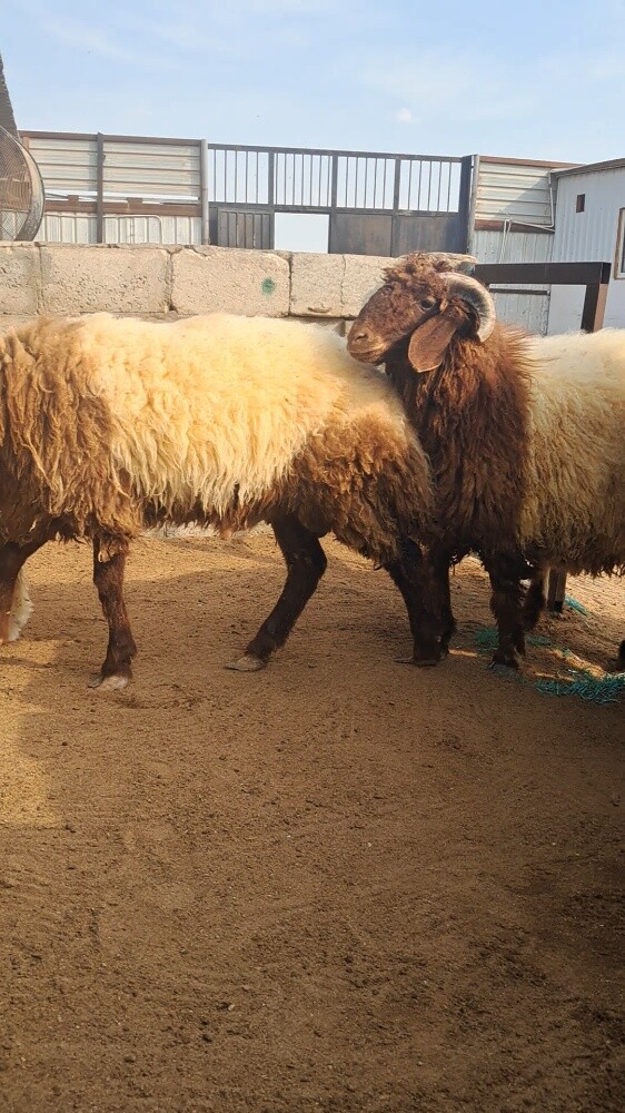 خرفان بلديه سوريه - 1