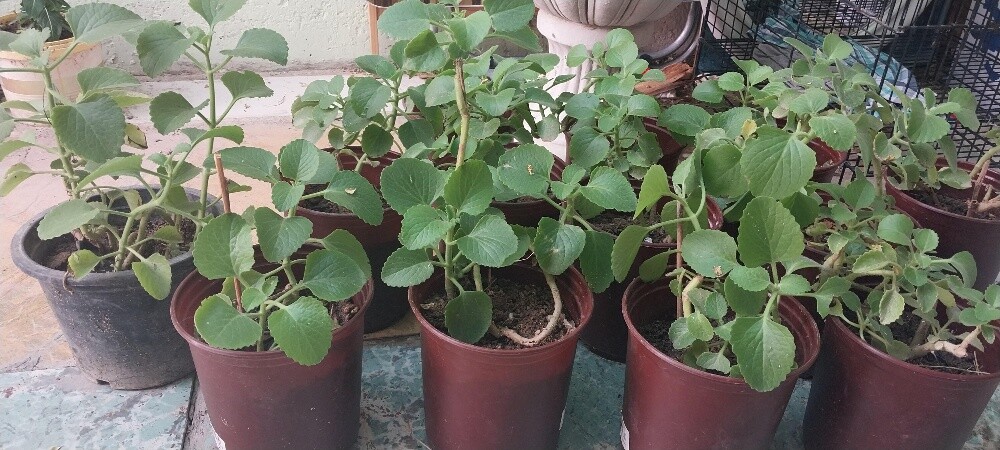 Ajwain Plant - 3
