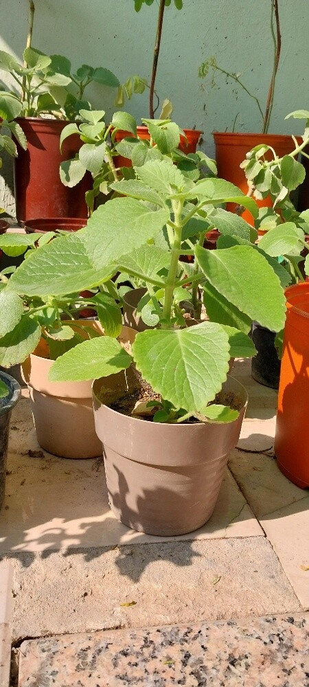 Ajwain Plant - 1
