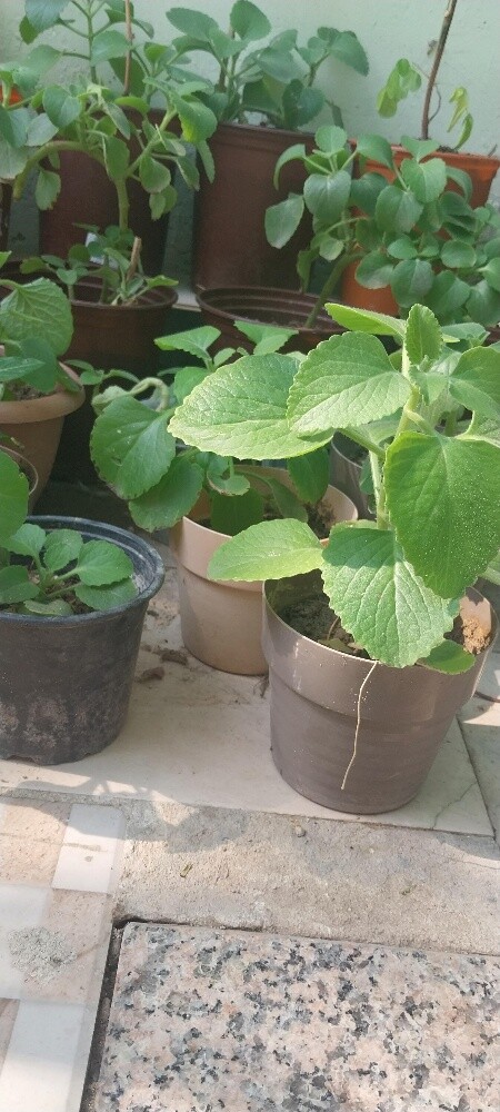 Ajwain Plant - 2