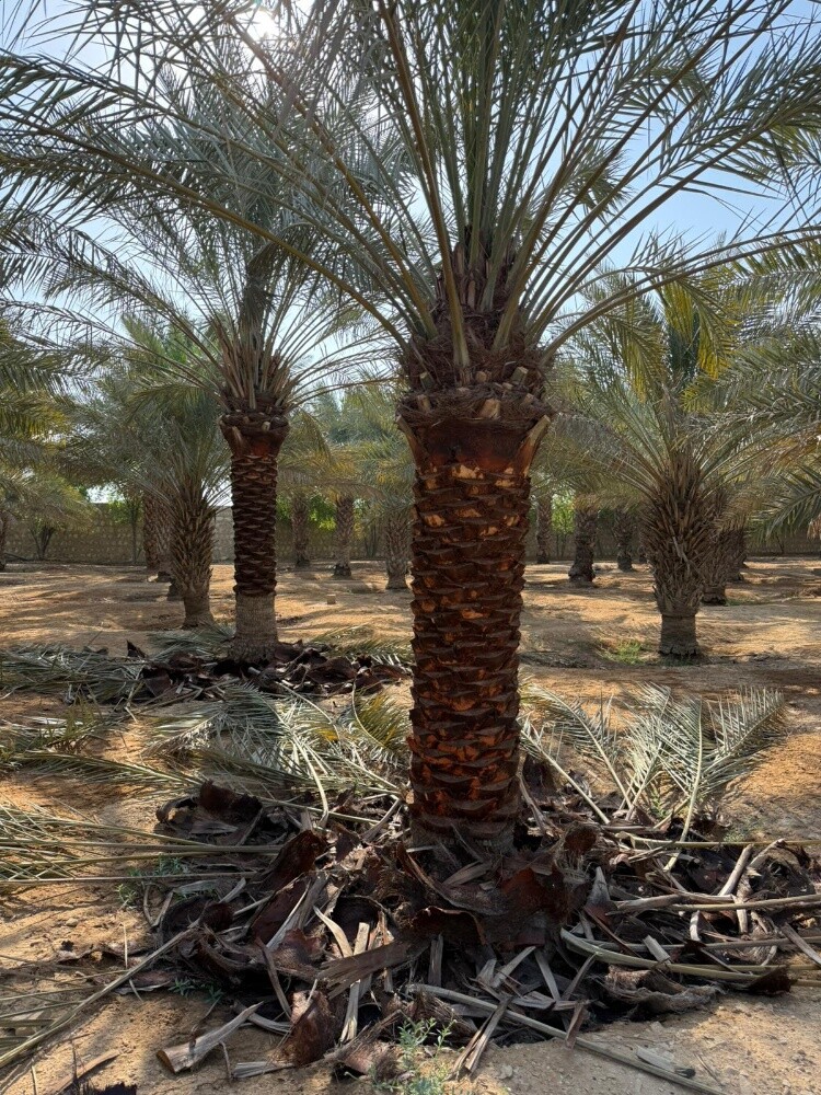 مزارع ومنسق حدايق - 8
