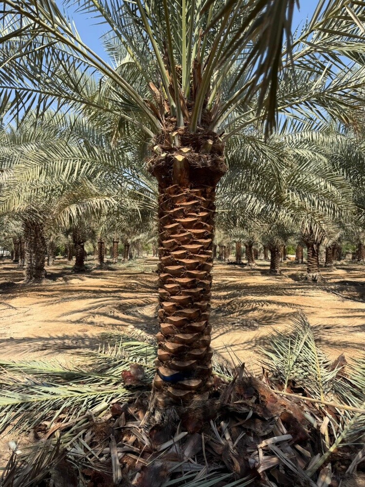 مزارع ومنسق حدايق - 9