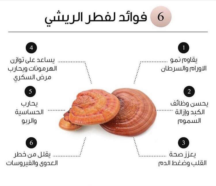 الفطر الريشي فطر الجانوديرما - 3