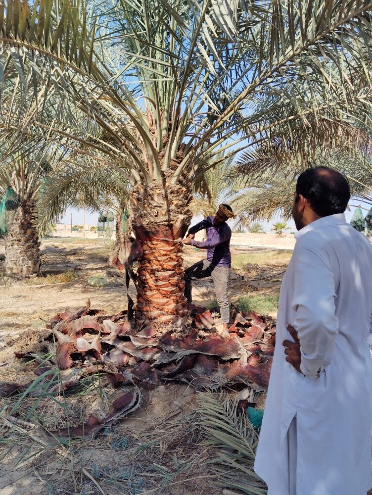 زراعة الجهنميةوالزهور - 14