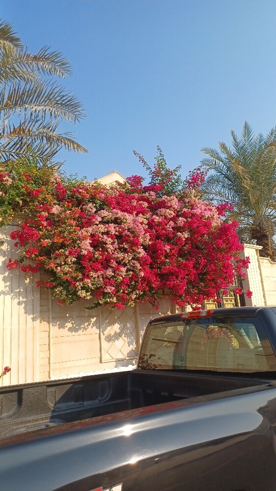 زراعة الجهنميةوالزهور - 10