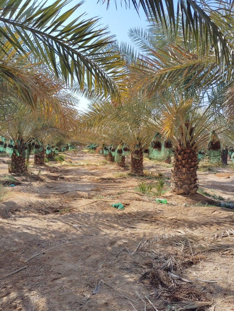 توريد وزراعة النخيل - 7
