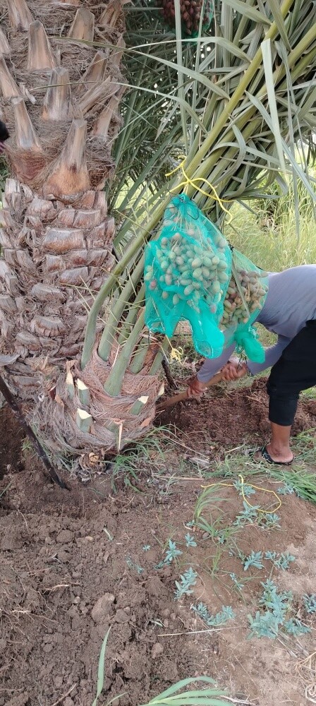 توريد وزراعة النخيل - 4