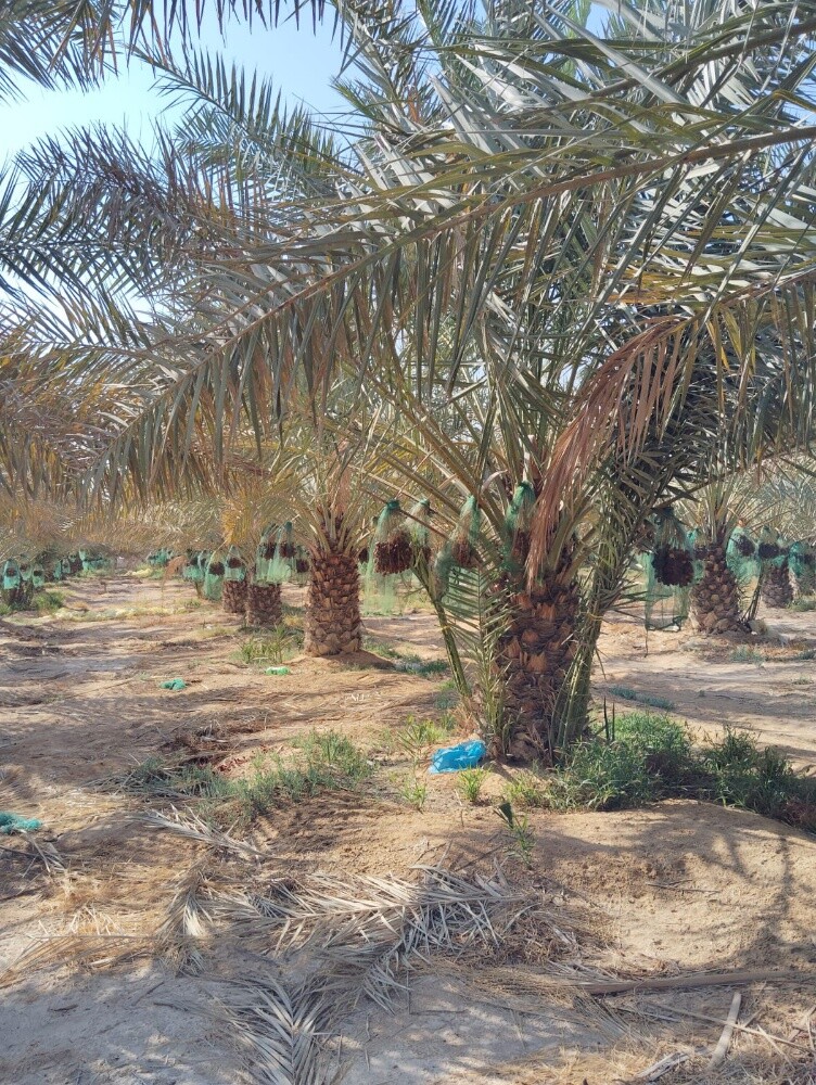 توريد وزراعة النخيل - 8