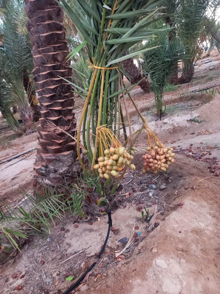 توريد وزراعة النخيل - 5
