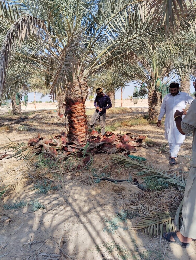 توريد وزراعة النخيل - 9