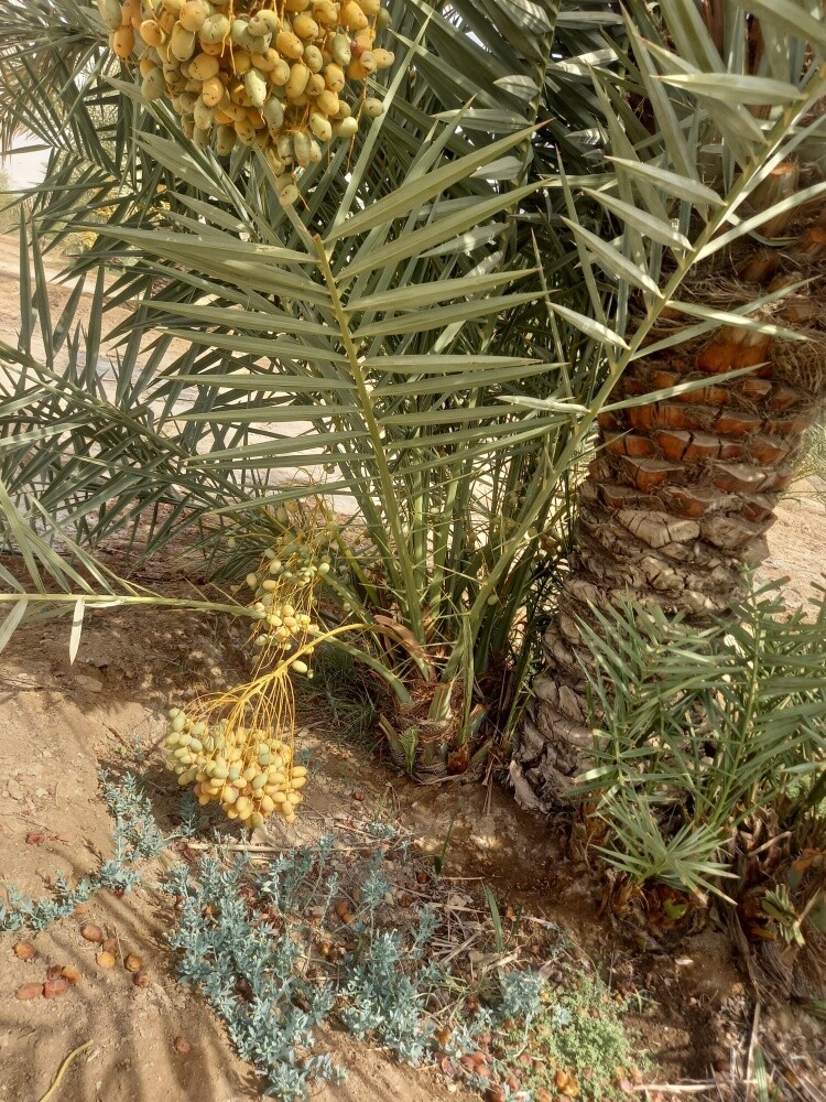 توريد وزراعة النخيل - 3