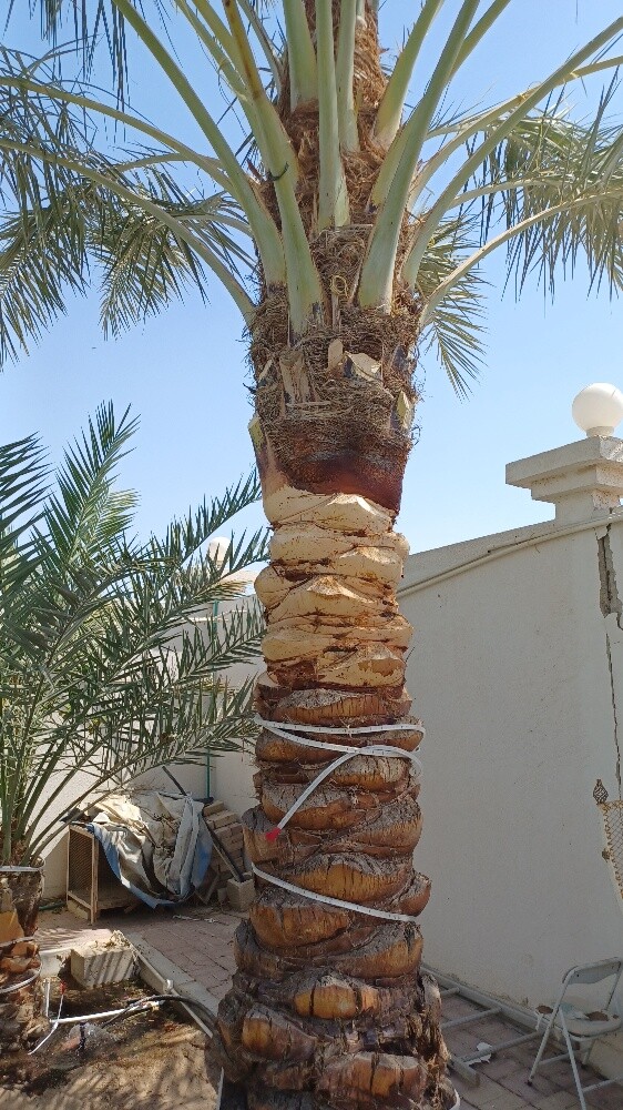 توريد وزراعة النخيل - 11