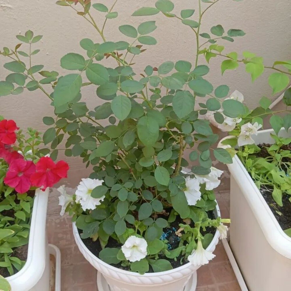 الزراعه والديكور وتنصيق الحديق - 4