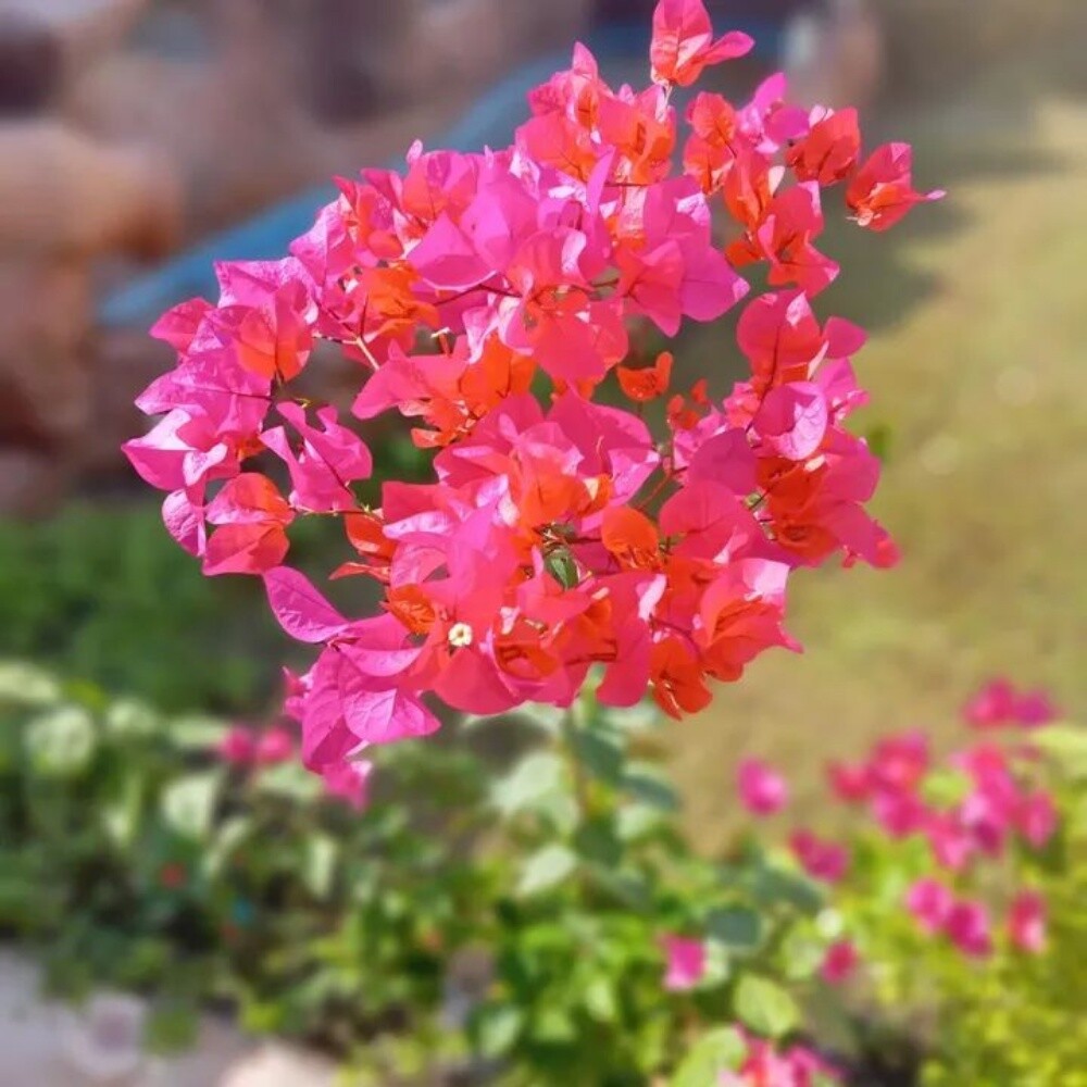 الزراعه والديكور وتنصيق الحديق - 2