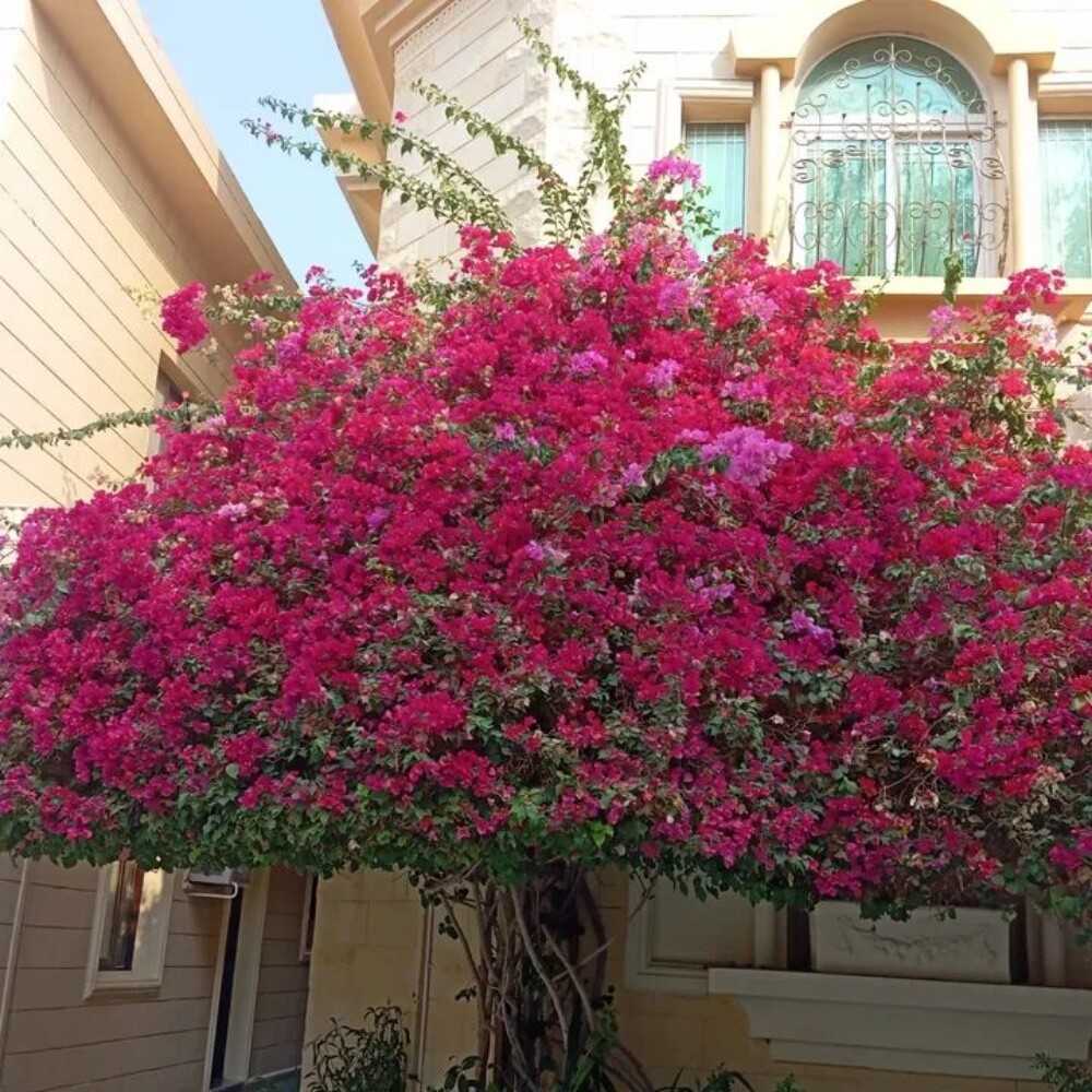 الزراعه والديكور وتنصيق الحديق - 6