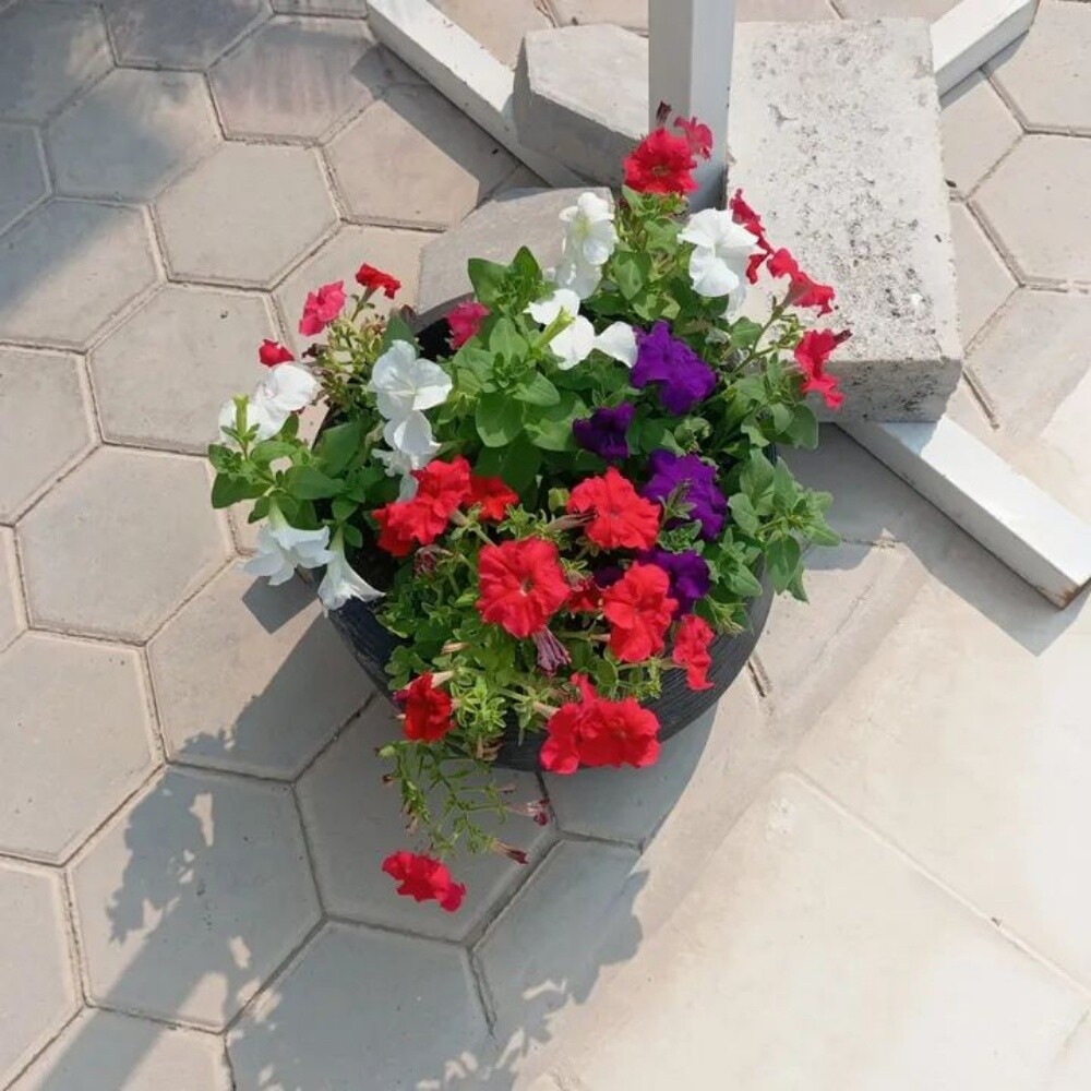 الزراعه والديكور وتنصيق الحديق - 3