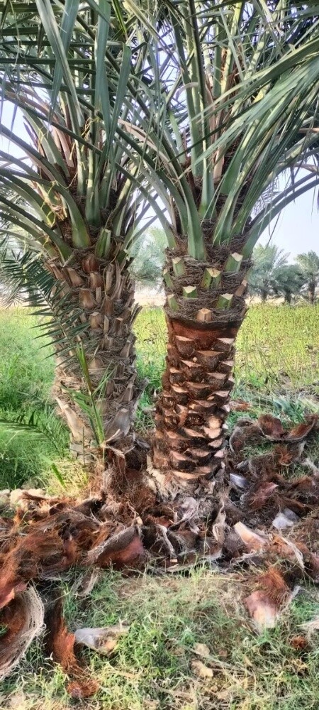 تقريب وتنضيف النخيل 33308248 - 4