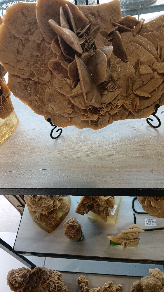 Desert Rose - 8