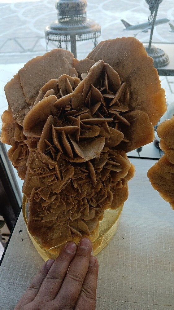 Desert Rose - 4