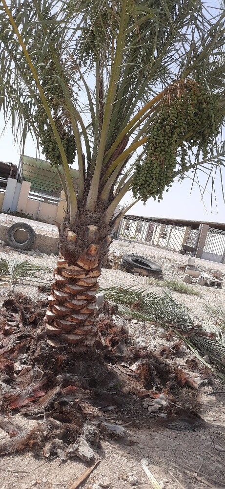 تنضيف النخيل - 4
