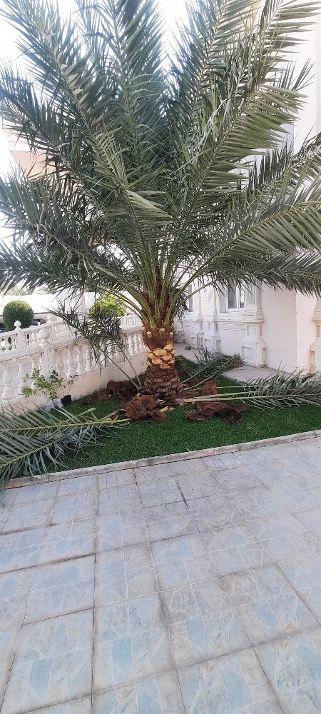 تنضيف النخيل - 3