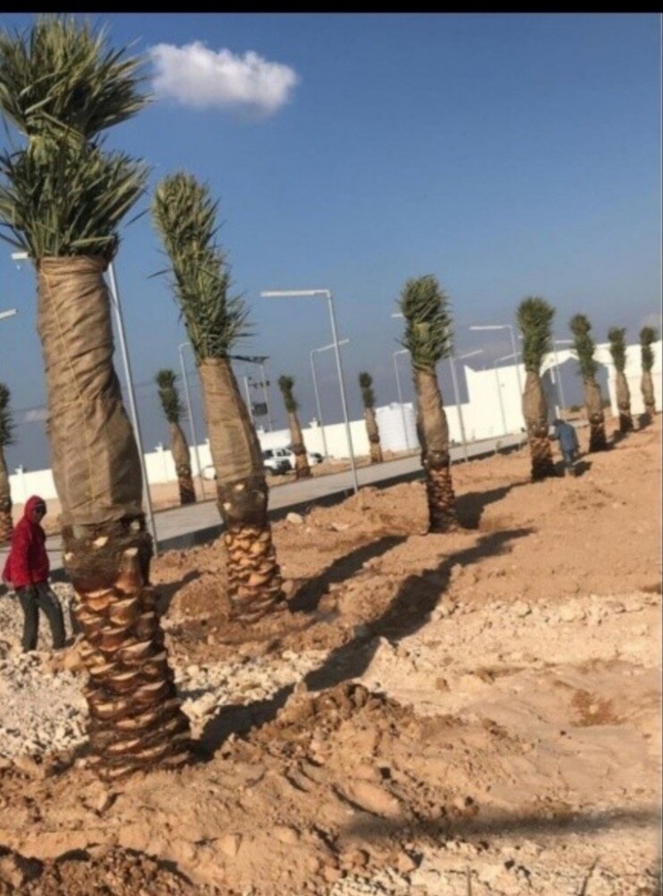 تنضيف النخيل - 2