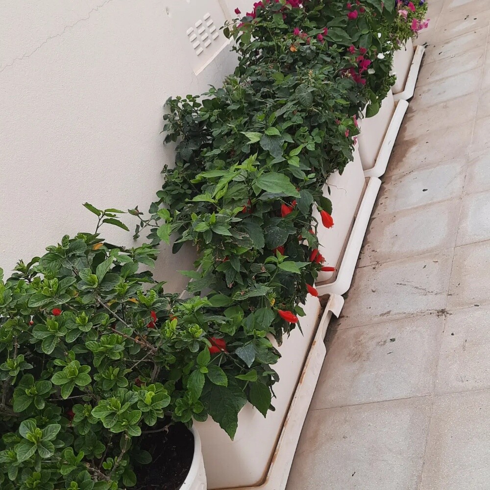 زراعة الورود والأشجار - 3
