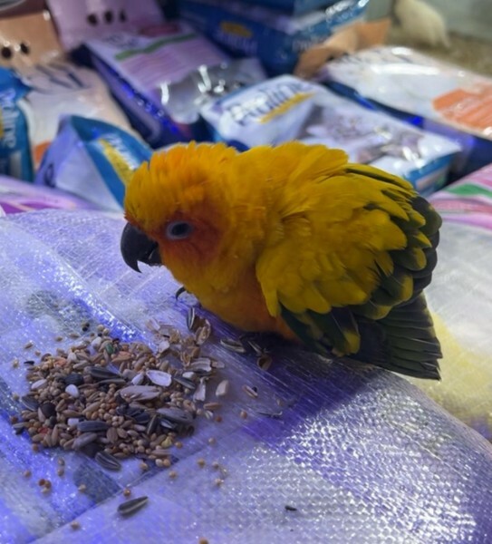 Lost Bird found in Izghawa - 1