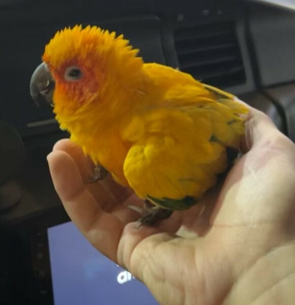 Lost Bird found in Izghawa - 3
