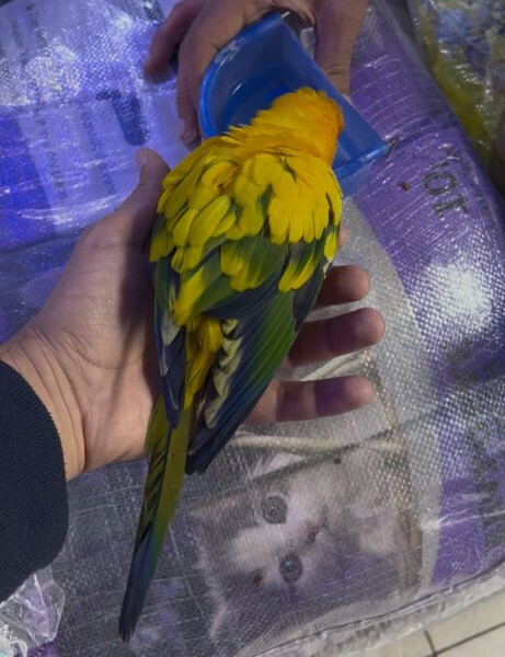 Lost Bird found in Izghawa - 4
