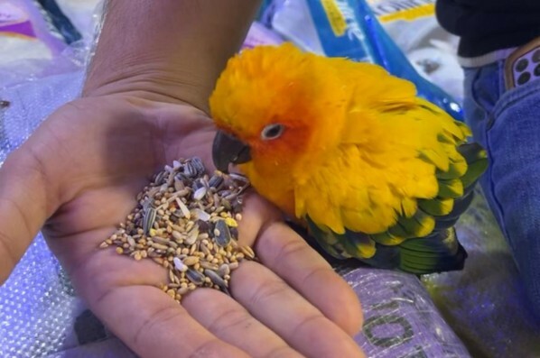 Lost Bird found in Izghawa - 2