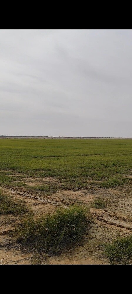 Farm for sale Umm salal - 8