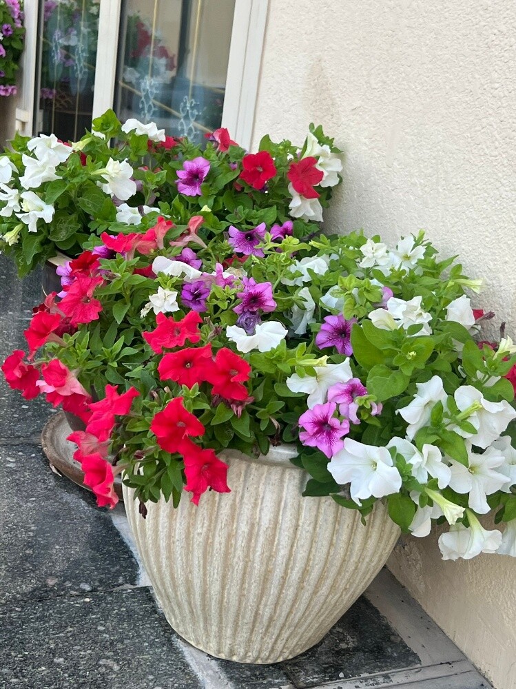 منسق حدائق - 6