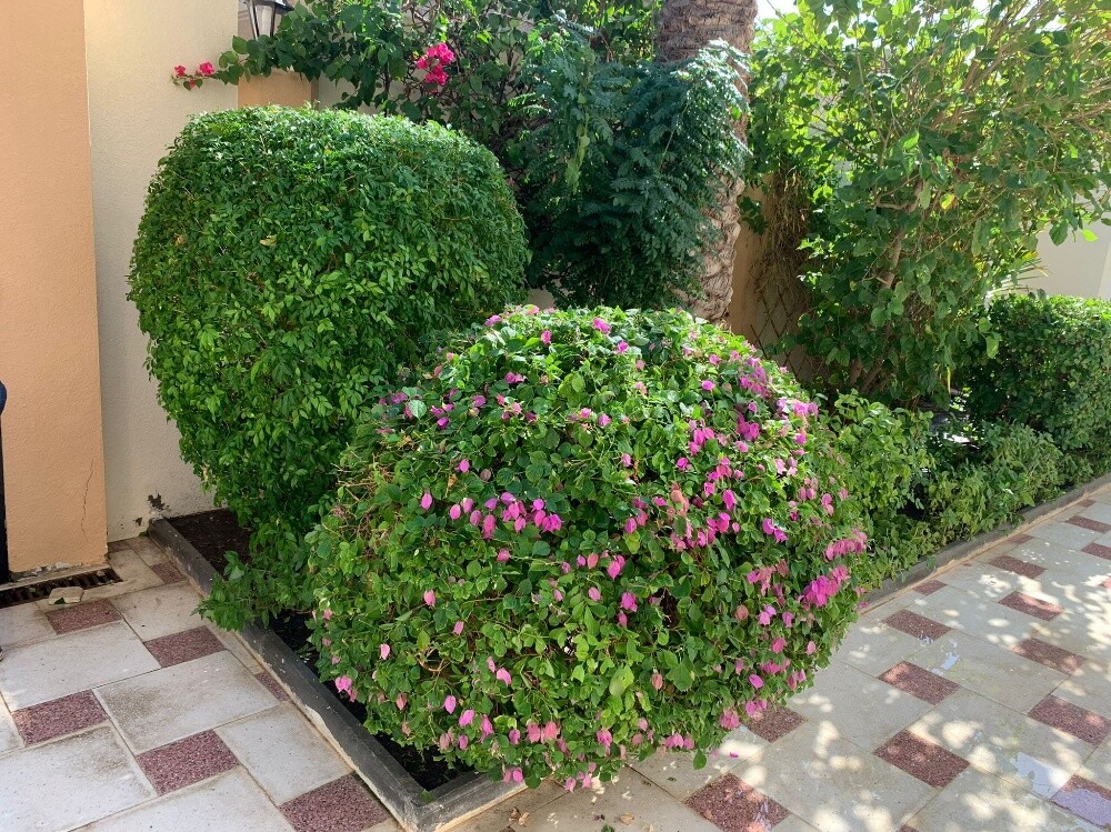منسق حدائق - 3