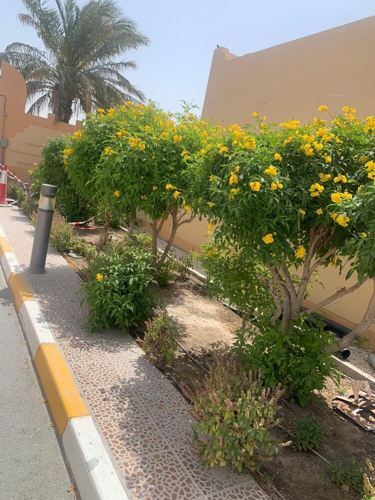 منسق حدائق - 8