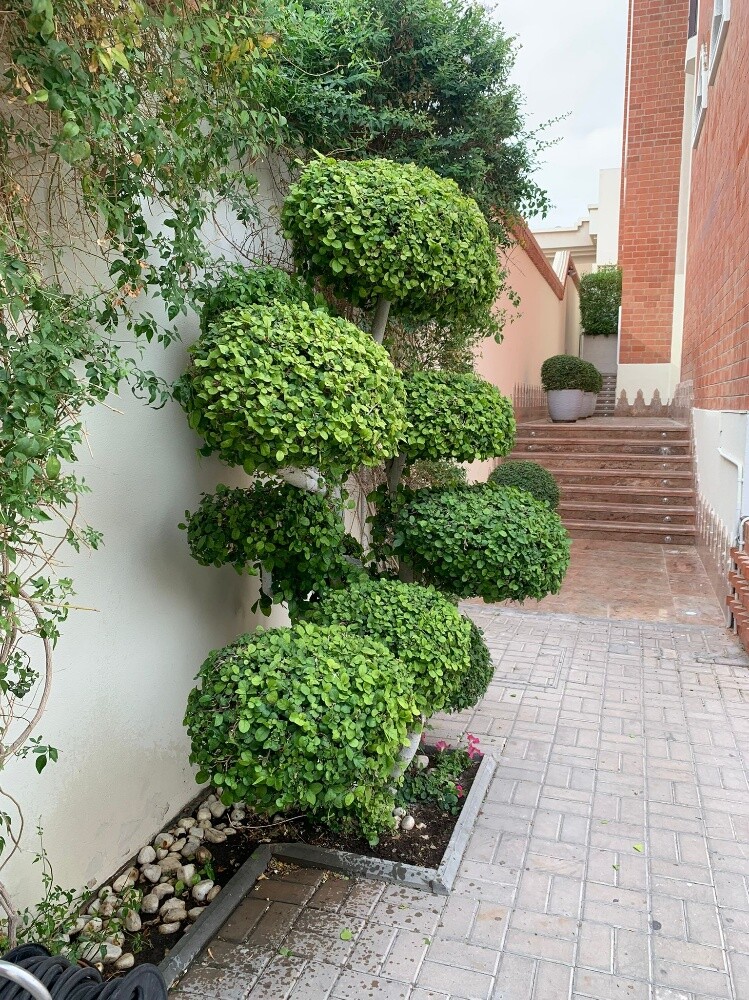 منسق حدائق - 7