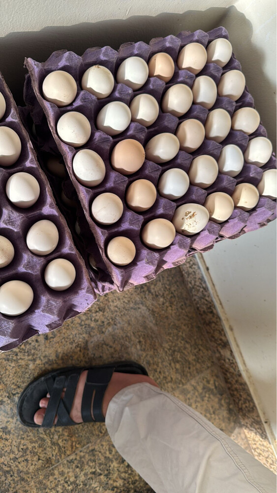 بيض بلدي - 2